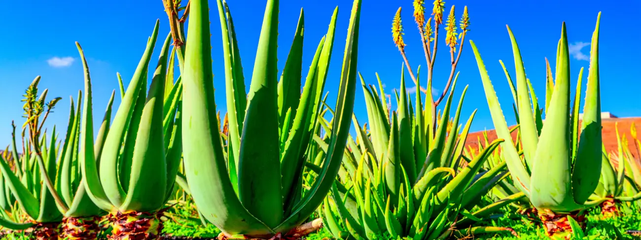 Agavenfeld